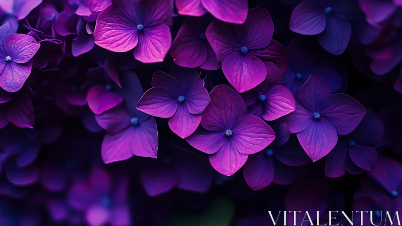 Vibrant Magenta Hydrangea Cluster with Intricate Petal Veination Structure