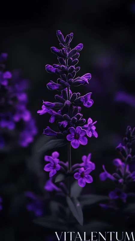 Purple Lavender Spike in Dramatic Night Lighting