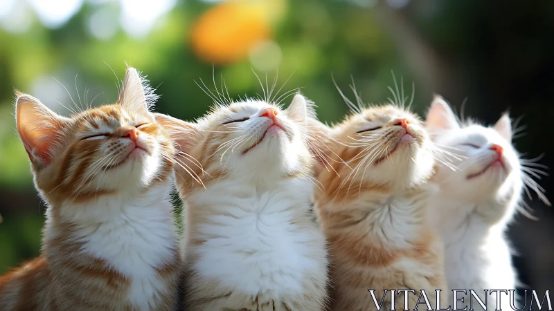 Four Cats Looking Up at Sky Together.