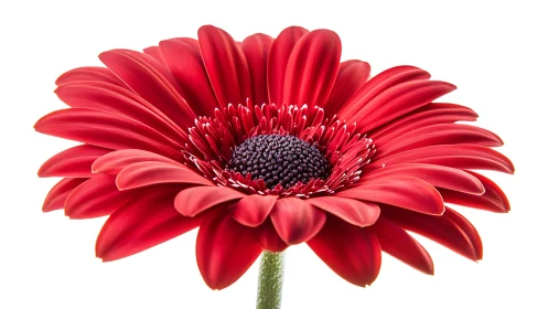 Vibrant Red Gerbera Daisy with Centered Radiating Petals.