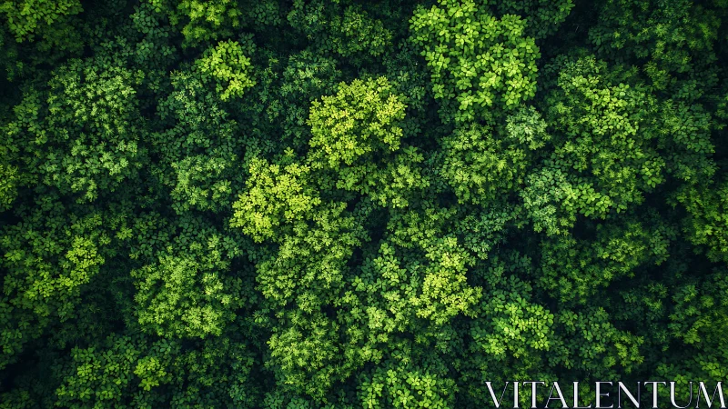 Verdant canopy from above: dense forest foliage composition.