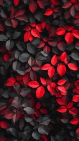 Scarlet and charcoal foliage forms a high-contrast botanical field