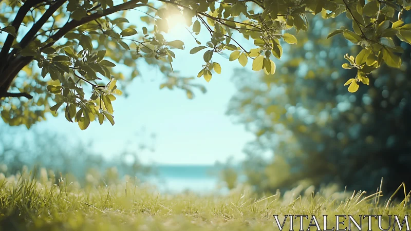 Tree branches frame bright sunlit grass in soft focus