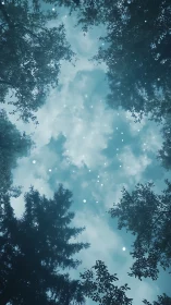 Forest Canopy Looking Upward with Magical Particles.