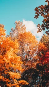 Golden autumn treetops glow under vivid clear blue sky