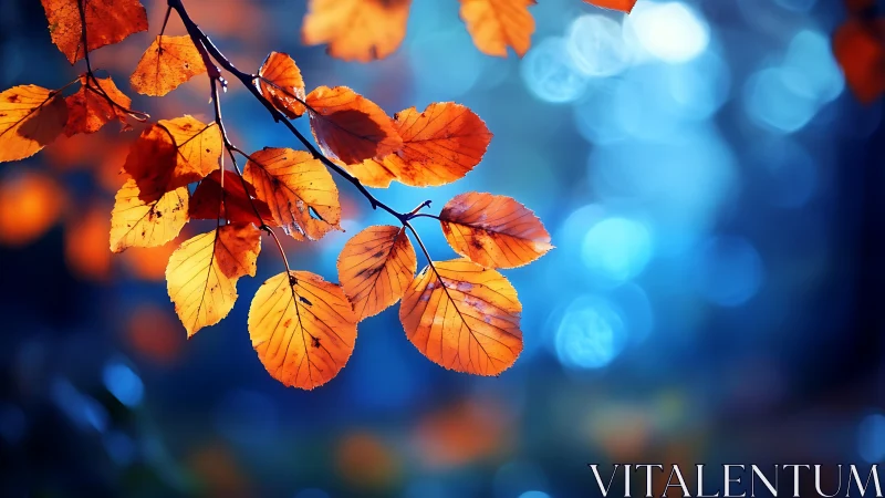 Orange leaves hang sharply focused against blue bokeh background