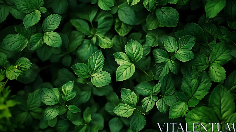 Textured green foliage canopy in tight overhead composition.