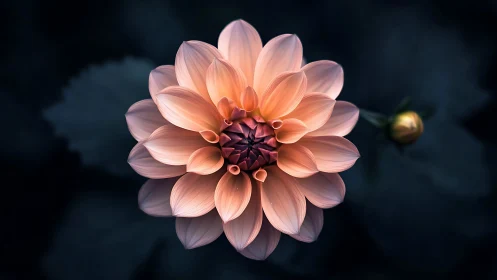 Macro-Rendered Dahlia with Petal Stratification and Chiaroscuro Lighting