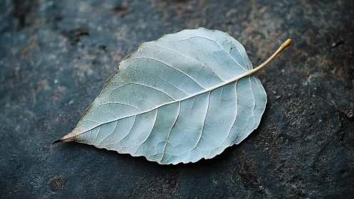 Desaturated single leaf on dark textured stone surface.