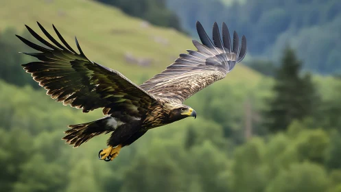 Majestic golden eagle in flight over lush green forest landscape.