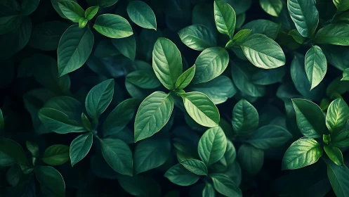 Glossy green leaves form dense overlapping foliage pattern