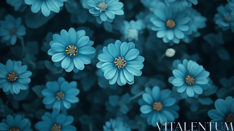 Midnight teal daisies humming softly in gentle bloom.
