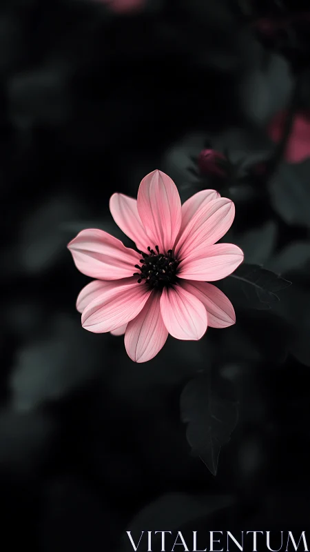 Pink Cosmos Bloom: Selective Color Isolation Against Atmospheric Backdrop.