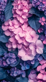 Pink Hydrangea Flowers With Blue-Toned Foliage Overhead View.