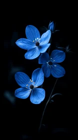 Delicate Blue Forget-Me-Nots Dancing in Darkness.