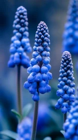 Grape Hyacinth Racemes in Sharp Tonal Focus.
