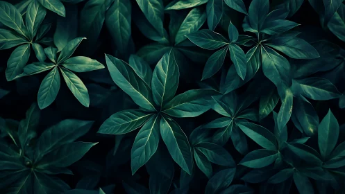 Dense cluster of dark green tropical leaves at night.