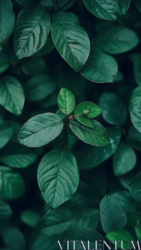 Close view of green foliage with central compound leaf cluster.