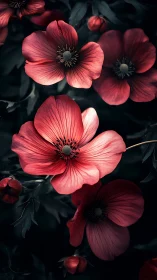 Red and pink poppy flowers photographed against dark foliage background