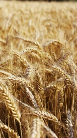 Mature golden wheat ears in shallow depth of field afternoon light.