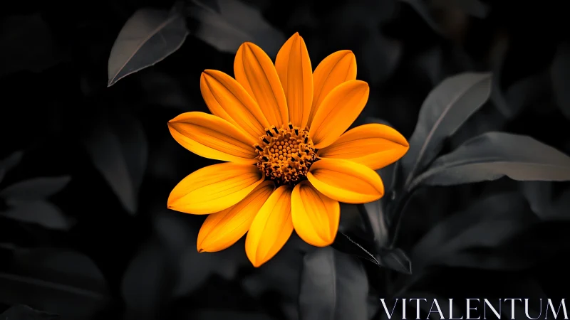 Vibrant Orange Daisy Bloom Isolated Against Desaturated Dark Foliage