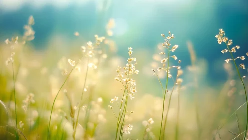 Backlit wild grasses in soft-focus spring meadow light.
