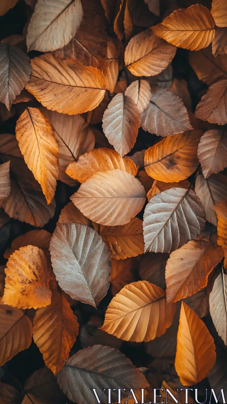 Overhead arrangement of dry orange and brown foliage leaves.