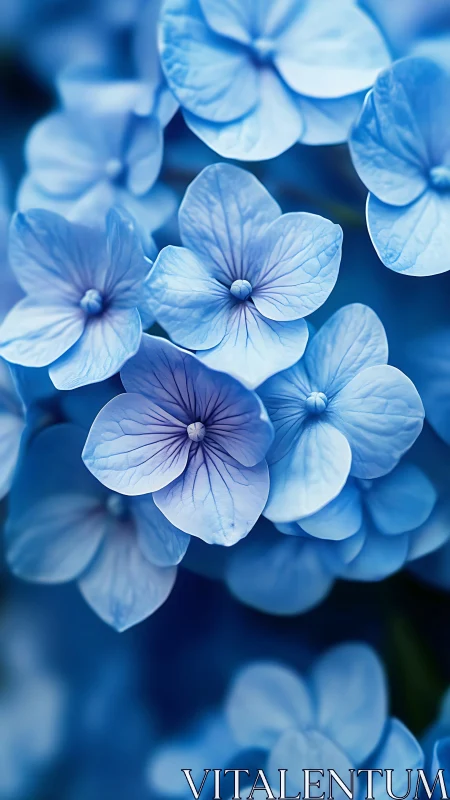 Delicate four-petaled hydrangea florets with intricate vein articulation.