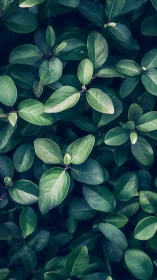 Moody green foliage creates a serene natural backdrop