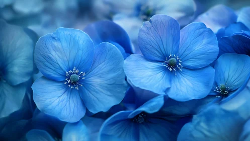 Delicate Blue Flowers in Close-up Detail.
