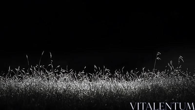 Silhouetted grass line under strong backlighting against black.