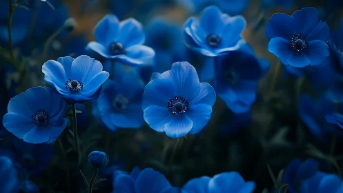 Cerulean Whispers: Delicate Anemones in Blue Symphony.