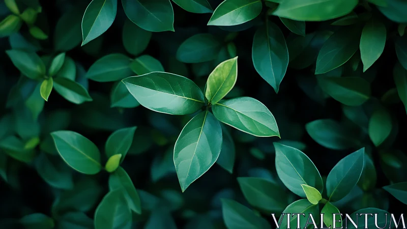 Glossy green leaves form dense layered foliage canopy