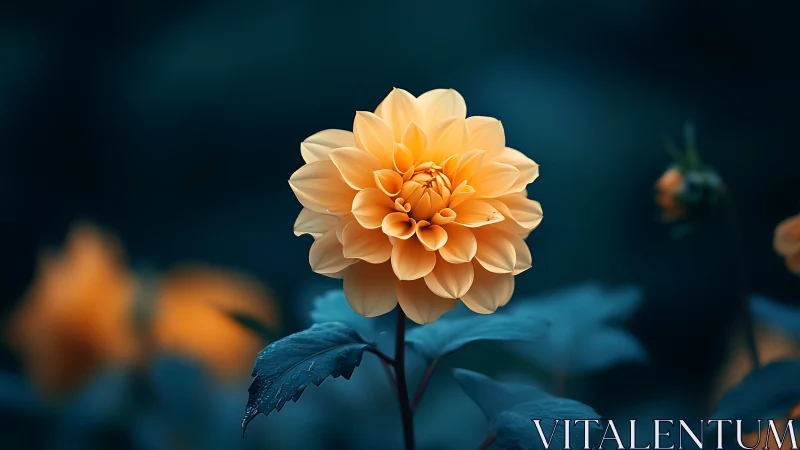 Dahlia blossom isolated against blurred teal background.