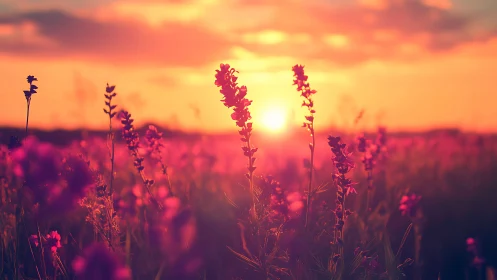 Wildflower field glows under vivid orange sunset sky.