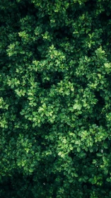 Gentle green leaf canopy inviting quiet moments of calm.
