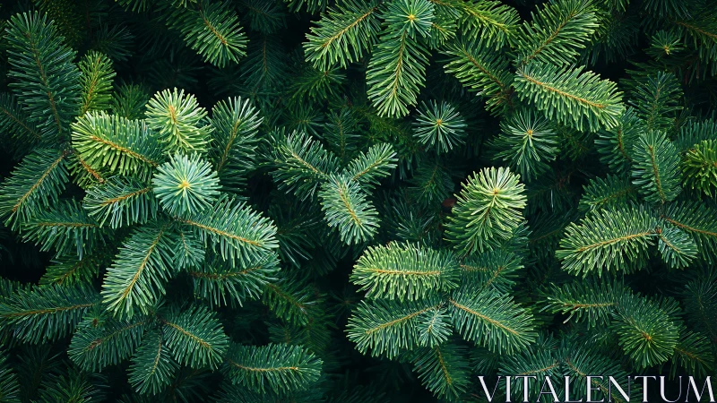 Dense evergreen conifer needles in uniform overhead view.