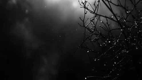 Backlit rain-soaked branches in high-contrast monochrome study