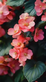 Coral Begonias in Full Bloom Against Dark Garden Foliage