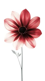 Gradient Cosmos Blooms With Silken Petals Dancing Between Crimson and Pearl