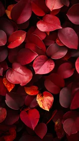 Crimson foliage forms a textured heartlike tapestry of leaves.