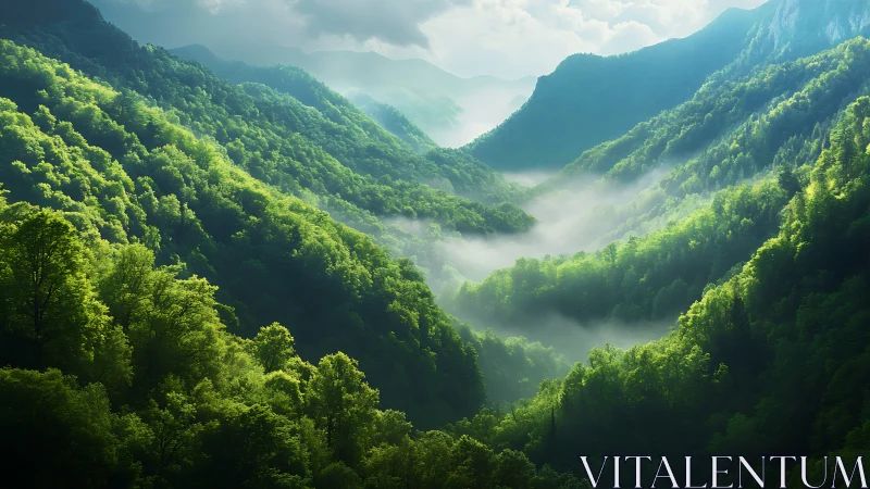 Misty Mountain Valley with Dense Evergreen Forests.