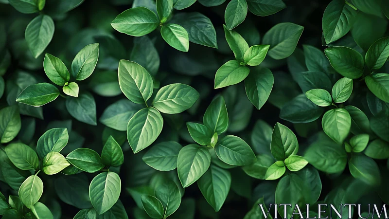 Dense overhead foliage pattern with glossy green elliptical leaves