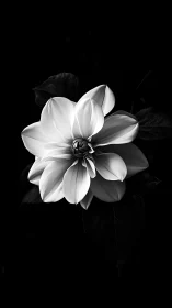 Monochromatic Dahlia on Dark Ground: High-Contrast Floral Study.