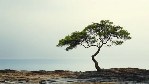 Lone windswept tree by the ocean in minimalist landscape style.