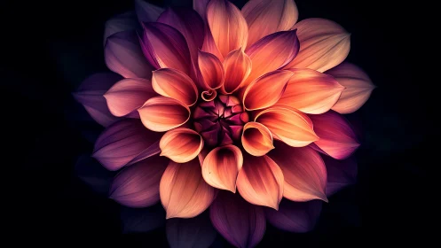 Luminescent Dahlia Bloom: Radial Petal Gradient Architecture.