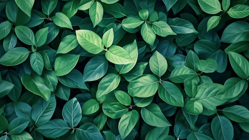 Lush overlapping green leaves create a calm natural pattern.
