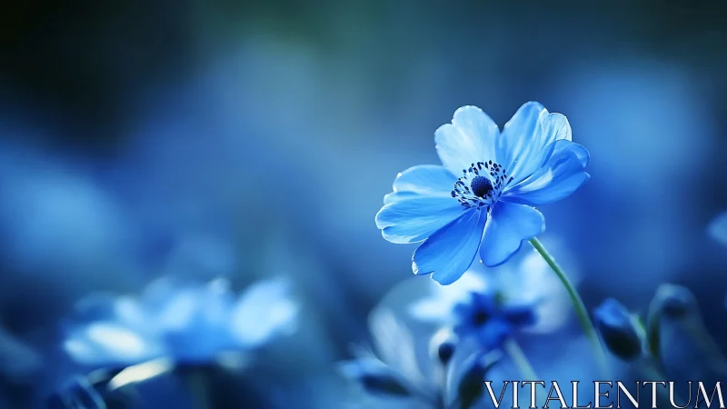 Blue Anemone Flower Sharp Focus Against Bokeh Background