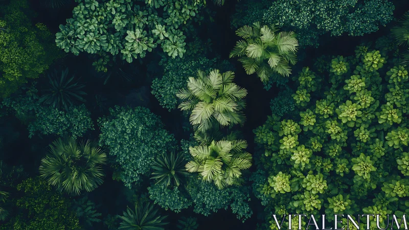 Canopy crowns whisper in layered emerald circles