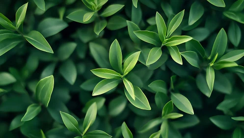 Fresh green leaves form dense overhead foliage pattern